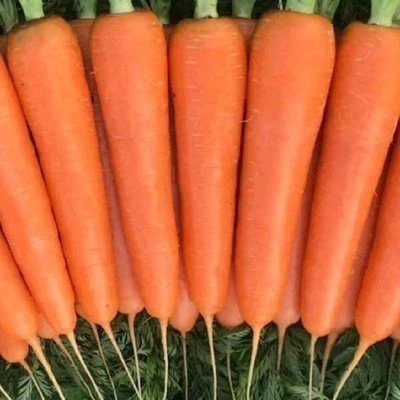 Carrot Size L