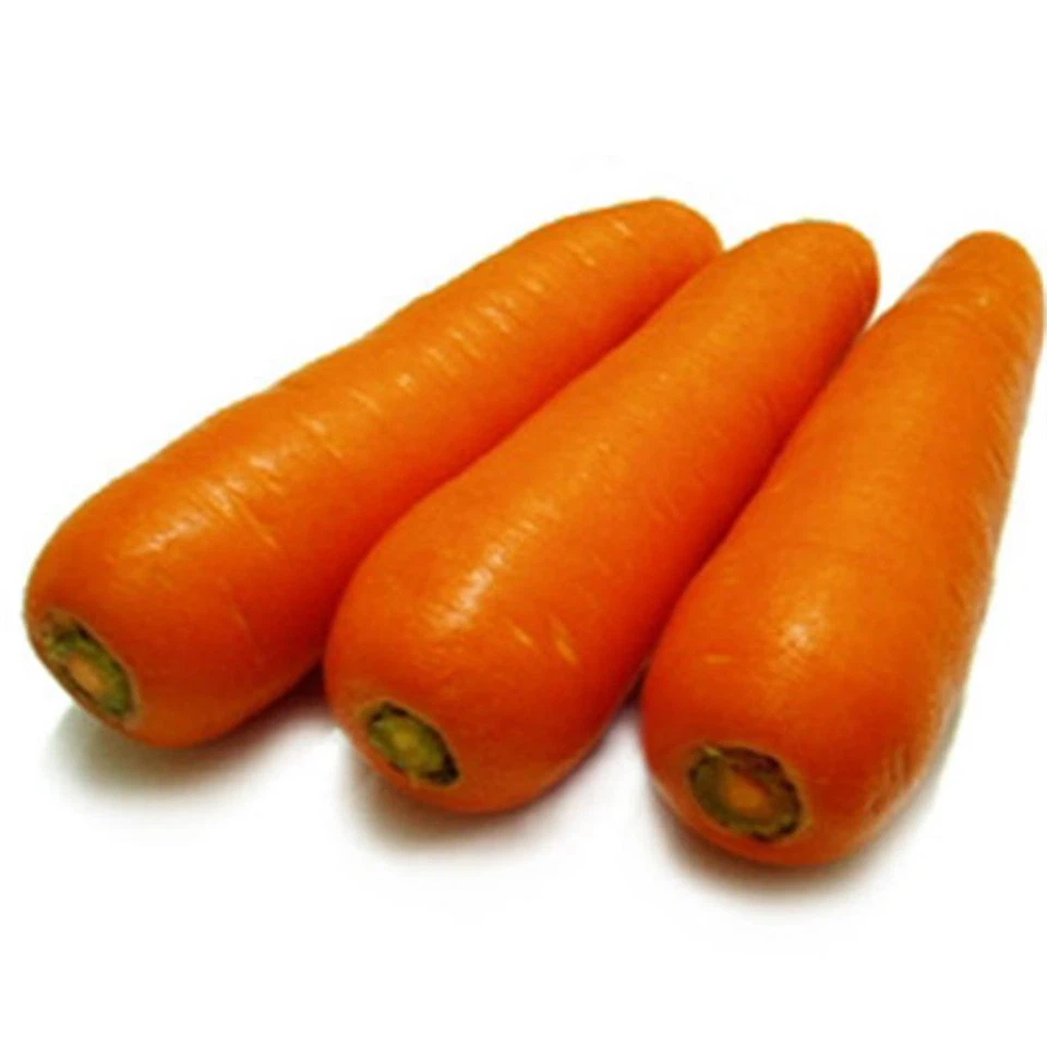 Carrot Size M