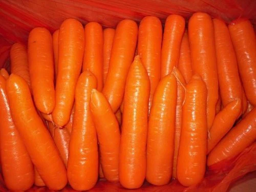 Carrot Size S