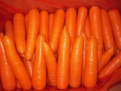 Carrot Size S